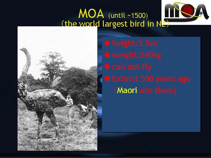 MOA (until ~1500) （the world largest bird in NZ） l height: 3. 5ｍ l