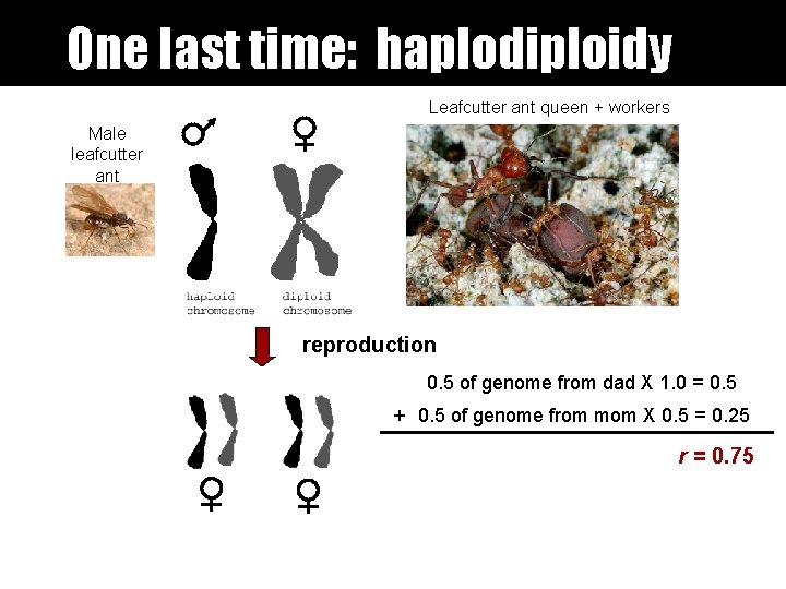 One last time: haplodiploidy Leafcutter ant queen + workers Male leafcutter ant reproduction 0. One last time: haplodiploidy Leafcutter ant queen + workers Male leafcutter ant reproduction 0.