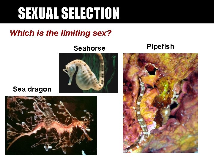 SEXUAL SELECTION Which is the limiting sex? Seahorse Sea dragon Pipefish SEXUAL SELECTION Which is the limiting sex? Seahorse Sea dragon Pipefish