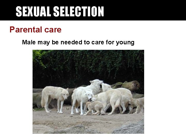 SEXUAL SELECTION Parental care Male may be needed to care for young SEXUAL SELECTION Parental care Male may be needed to care for young