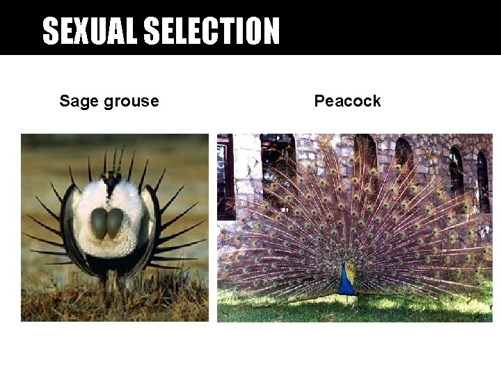 SEXUAL SELECTION Sage grouse Peacock SEXUAL SELECTION Sage grouse Peacock