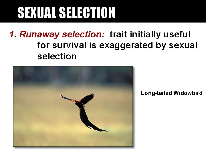 SEXUAL SELECTION 1. Runaway selection: trait initially useful for survival is exaggerated by sexual SEXUAL SELECTION 1. Runaway selection: trait initially useful for survival is exaggerated by sexual