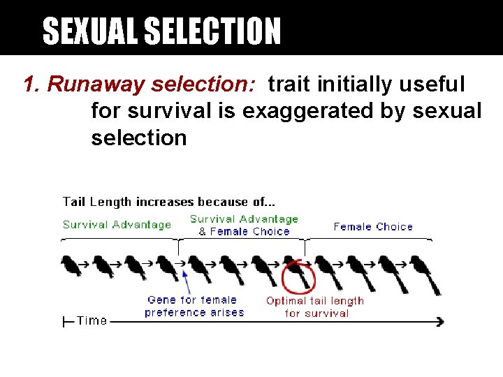 SEXUAL SELECTION 1. Runaway selection: trait initially useful for survival is exaggerated by sexual SEXUAL SELECTION 1. Runaway selection: trait initially useful for survival is exaggerated by sexual