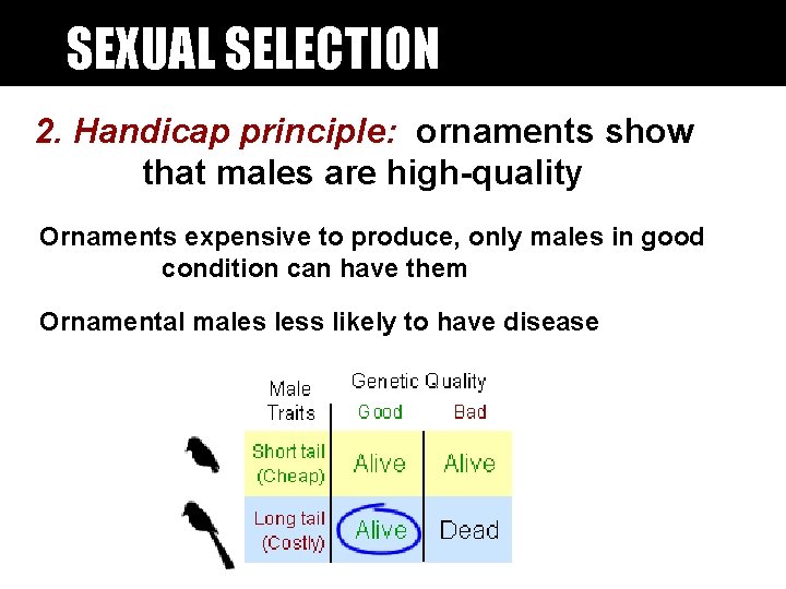 SEXUAL SELECTION 2. Handicap principle: ornaments show that males are high-quality Ornaments expensive to SEXUAL SELECTION 2. Handicap principle: ornaments show that males are high-quality Ornaments expensive to