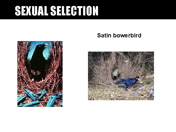 SEXUAL SELECTION Satin bowerbird SEXUAL SELECTION Satin bowerbird