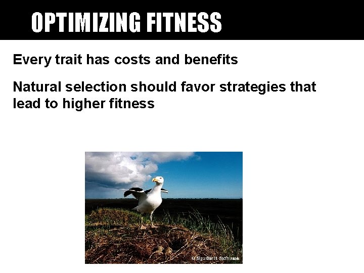 OPTIMIZING FITNESS Every trait has costs and benefits Natural selection should favor strategies that OPTIMIZING FITNESS Every trait has costs and benefits Natural selection should favor strategies that