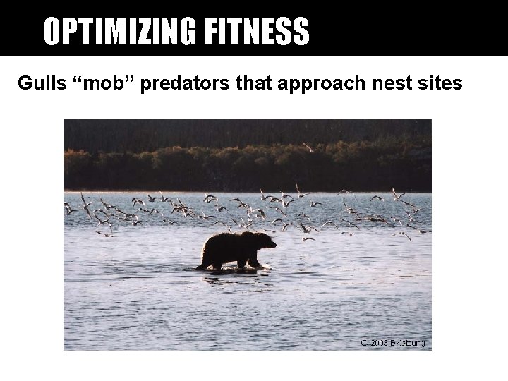 OPTIMIZING FITNESS Gulls “mob” predators that approach nest sites OPTIMIZING FITNESS Gulls “mob” predators that approach nest sites