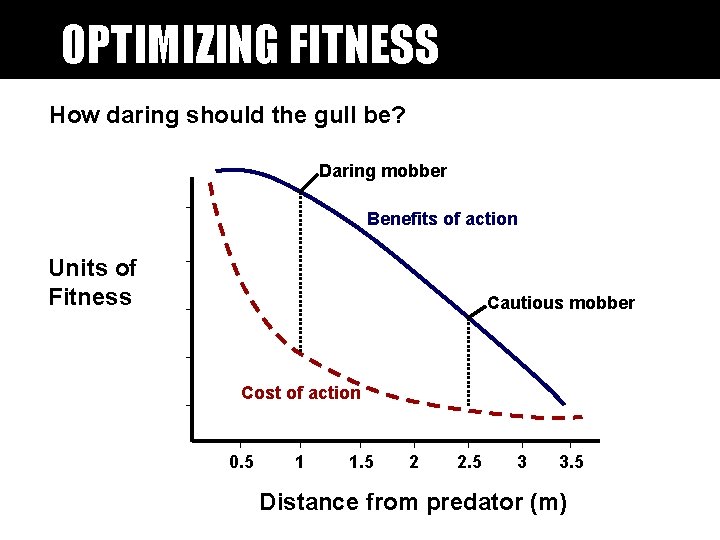 OPTIMIZING FITNESS How daring should the gull be? Daring mobber Benefits of action Units OPTIMIZING FITNESS How daring should the gull be? Daring mobber Benefits of action Units