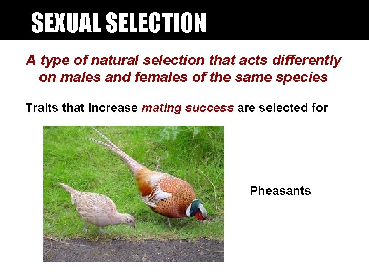 SEXUAL SELECTION A type of natural selection that acts differently on males and females SEXUAL SELECTION A type of natural selection that acts differently on males and females