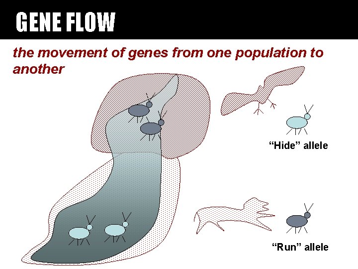 GENE FLOW the movement of genes from one population to another “Hide” allele “Run” GENE FLOW the movement of genes from one population to another “Hide” allele “Run”