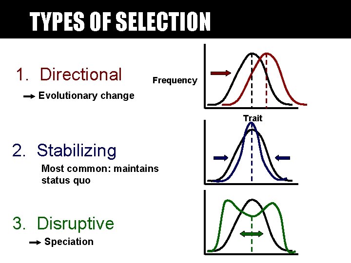 TYPES OF SELECTION 1. Directional Frequency Evolutionary change Trait 2. Stabilizing Most common: maintains TYPES OF SELECTION 1. Directional Frequency Evolutionary change Trait 2. Stabilizing Most common: maintains