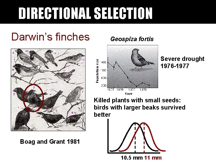 DIRECTIONAL SELECTION Darwin’s finches Geospiza fortis Severe drought 1976 -1977 Killed plants with small DIRECTIONAL SELECTION Darwin’s finches Geospiza fortis Severe drought 1976 -1977 Killed plants with small