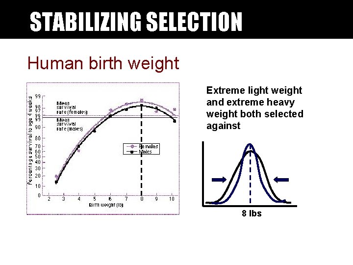 STABILIZING SELECTION Human birth weight Extreme light weight and extreme heavy weight both selected STABILIZING SELECTION Human birth weight Extreme light weight and extreme heavy weight both selected