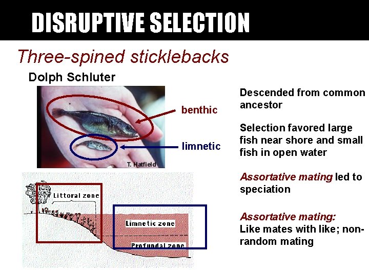 DISRUPTIVE SELECTION Three-spined sticklebacks Dolph Schluter benthic limnetic Descended from common ancestor Selection favored DISRUPTIVE SELECTION Three-spined sticklebacks Dolph Schluter benthic limnetic Descended from common ancestor Selection favored