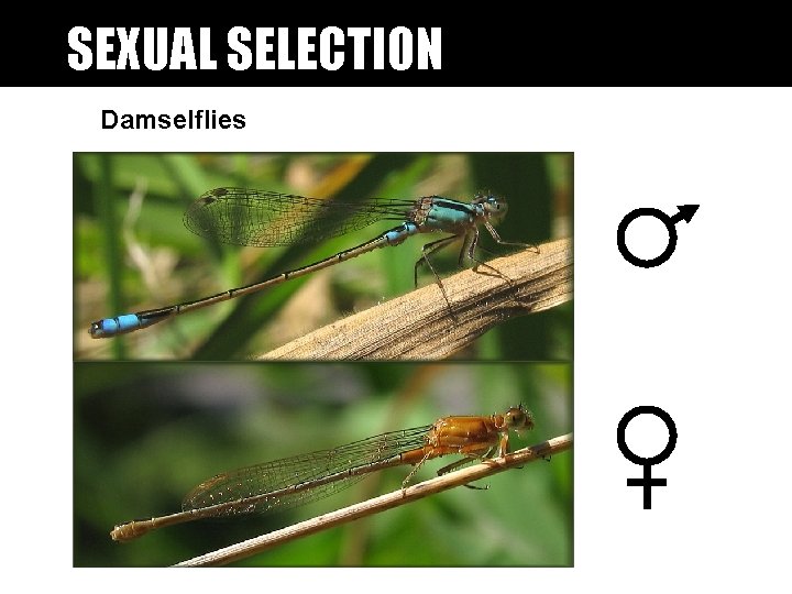 SEXUAL SELECTION Damselflies SEXUAL SELECTION Damselflies