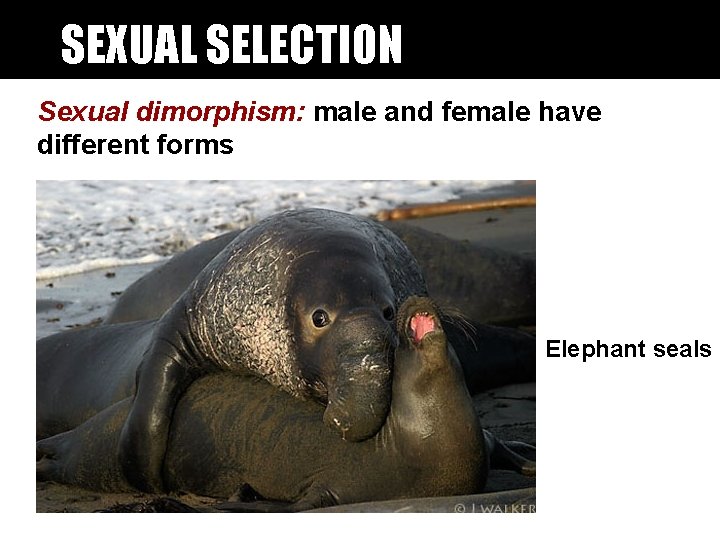 SEXUAL SELECTION Sexual dimorphism: male and female have different forms Elephant seals SEXUAL SELECTION Sexual dimorphism: male and female have different forms Elephant seals
