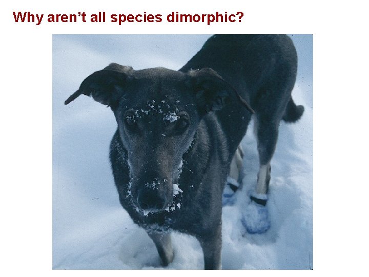 SEXUAL SELECTION Why aren’t all species dimorphic? SEXUAL SELECTION Why aren’t all species dimorphic?