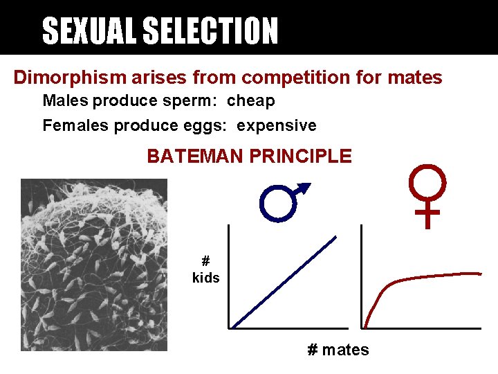 SEXUAL SELECTION Dimorphism arises from competition for mates Males produce sperm: cheap Females produce SEXUAL SELECTION Dimorphism arises from competition for mates Males produce sperm: cheap Females produce