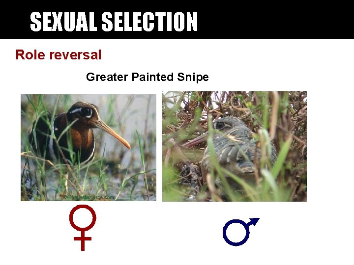 SEXUAL SELECTION Role reversal Greater Painted Snipe SEXUAL SELECTION Role reversal Greater Painted Snipe