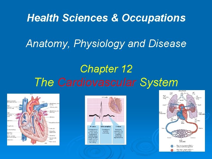 Health Sciences & Occupations Anatomy, Physiology and Disease Chapter 12 The Cardiovascular System 