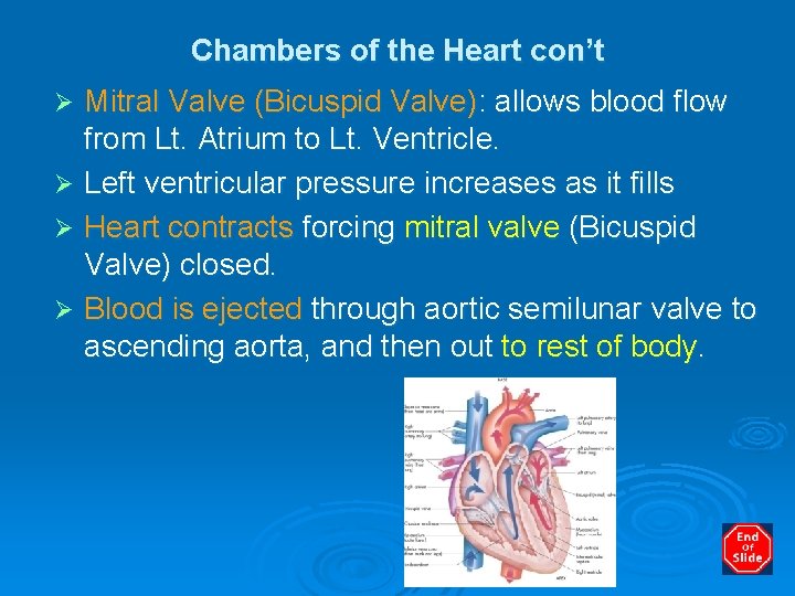 Chambers of the Heart con’t Mitral Valve (Bicuspid Valve): allows blood flow from Lt.