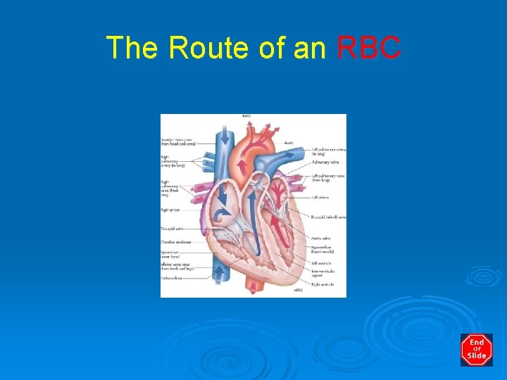 The Route of an RBC 