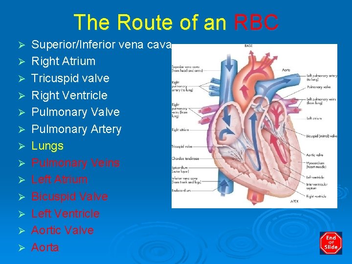 The Route of an RBC Ø Ø Ø Ø Superior/Inferior vena cava Right Atrium