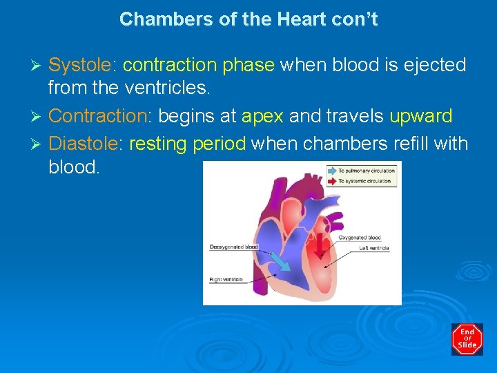 Chambers of the Heart con’t Systole: contraction phase when blood is ejected from the
