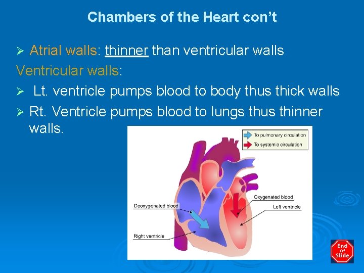 Chambers of the Heart con’t Atrial walls: thinner than ventricular walls Ventricular walls: Ø
