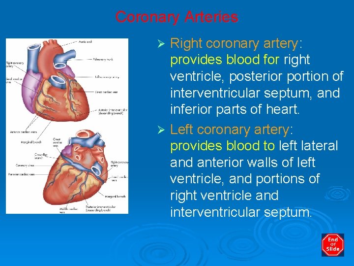 Coronary Arteries Right coronary artery: provides blood for right ventricle, posterior portion of interventricular