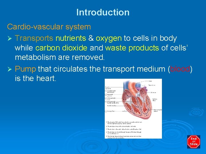 Introduction Cardio-vascular system Ø Transports nutrients & oxygen to cells in body while carbon