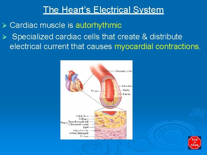 The Heart’s Electrical System Cardiac muscle is autorhythmic Ø Specialized cardiac cells that create