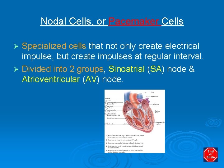 Nodal Cells, or Pacemaker Cells Specialized cells that not only create electrical impulse, but