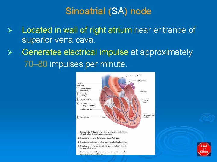 Sinoatrial (SA) node Ø Ø Located in wall of right atrium near entrance of