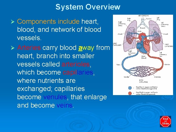 System Overview Components include heart, blood, and network of blood vessels. Ø Arteries carry