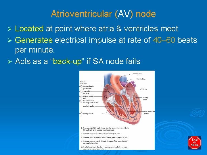 Atrioventricular (AV) node Located at point where atria & ventricles meet Ø Generates electrical