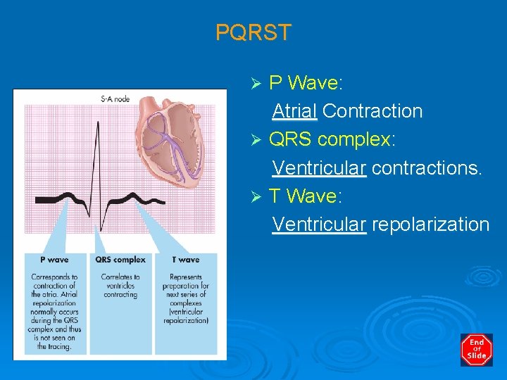 PQRST P Wave: Atrial Contraction Ø QRS complex: Ventricular contractions. Ø T Wave: Ventricular