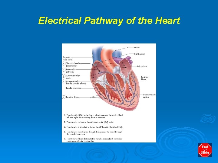 Electrical Pathway of the Heart 