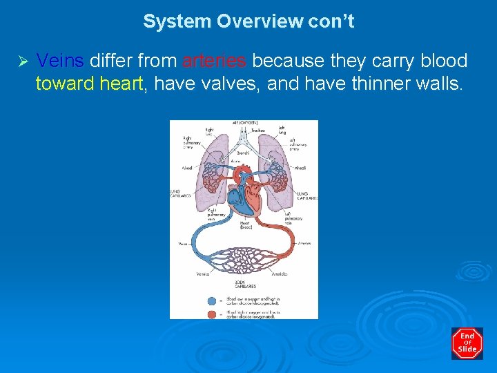 System Overview con’t Ø Veins differ from arteries because they carry blood toward heart,