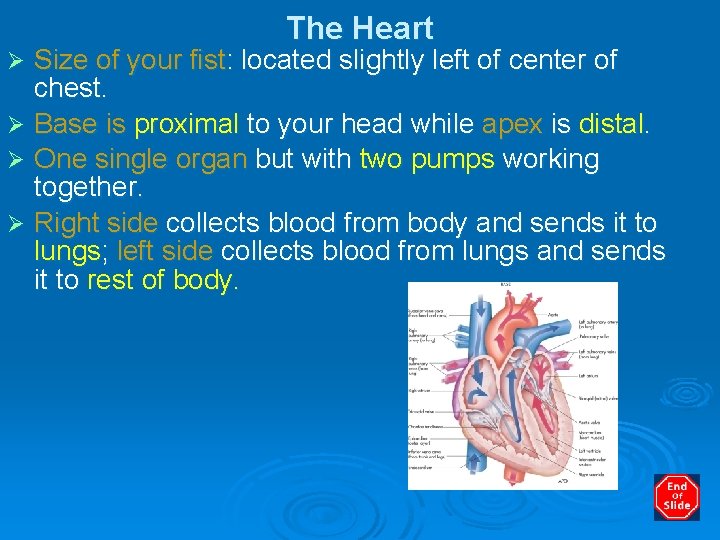 The Heart Size of your fist: located slightly left of center of chest. Ø