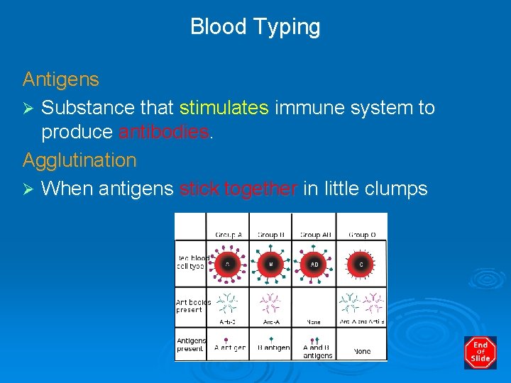 Blood Typing Antigens Ø Substance that stimulates immune system to produce antibodies. Agglutination Ø