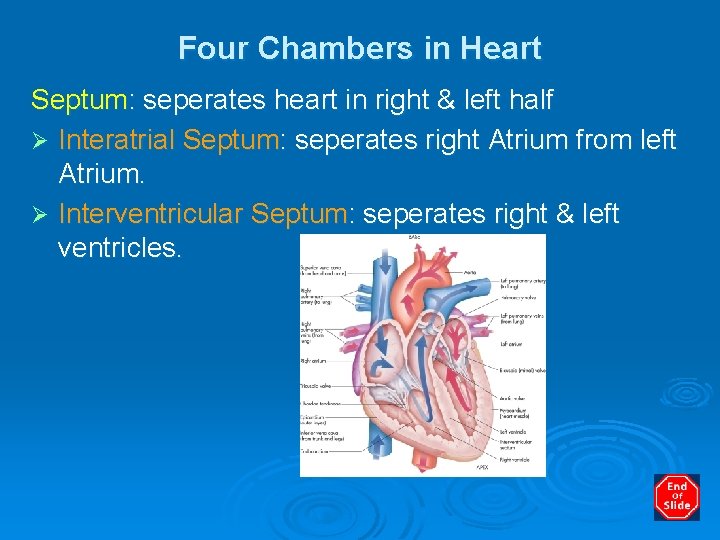 Four Chambers in Heart Septum: seperates heart in right & left half Ø Interatrial