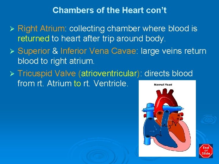 Chambers of the Heart con’t Right Atrium: collecting chamber where blood is returned to