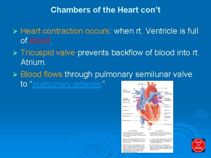 Chambers of the Heart con’t Heart contraction occurs: when rt. Ventricle is full of
