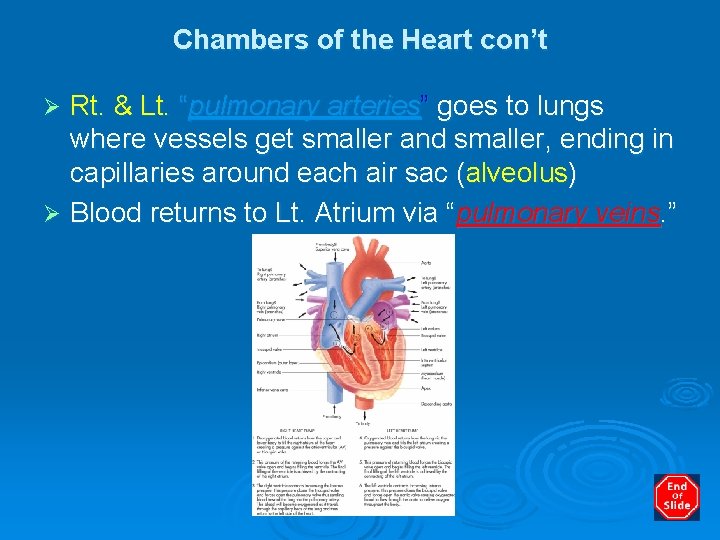 Chambers of the Heart con’t Rt. & Lt. “pulmonary arteries” goes to lungs where