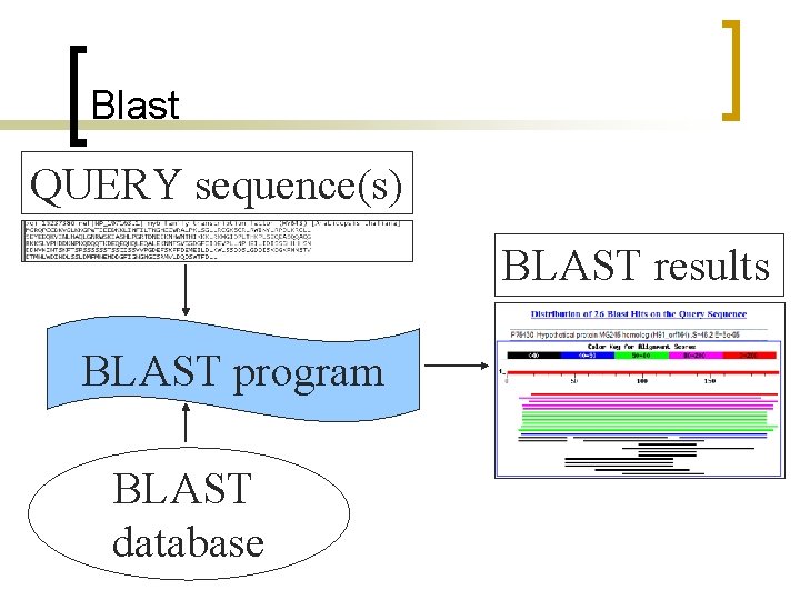 Blast QUERY sequence(s) BLAST results BLAST program BLAST database 