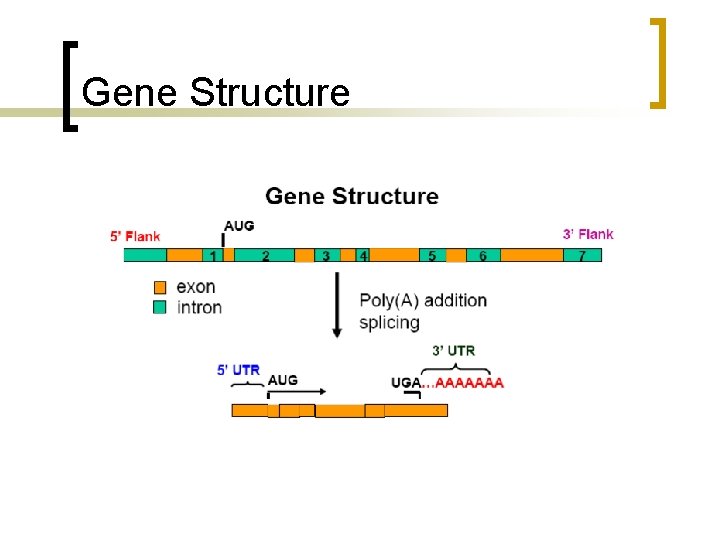 Gene Structure 