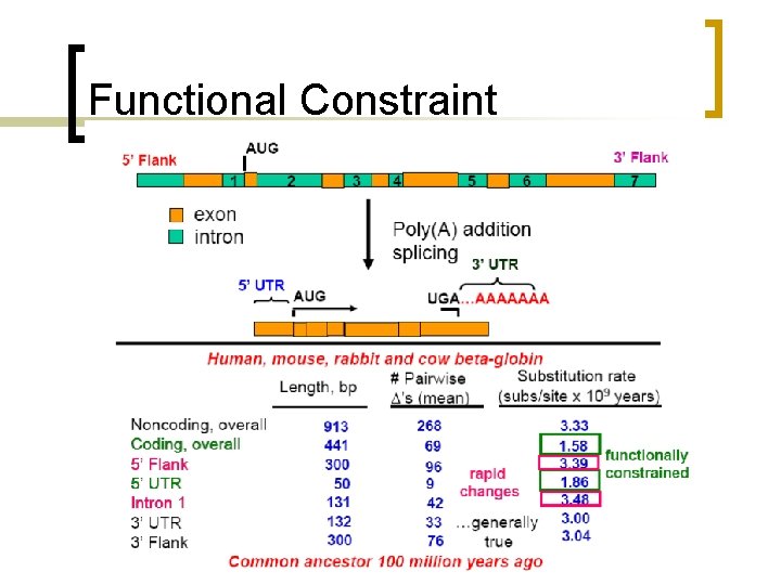 Functional Constraint 