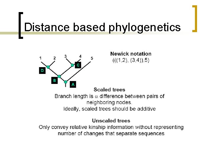 Distance based phylogenetics 