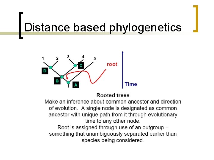 Distance based phylogenetics 
